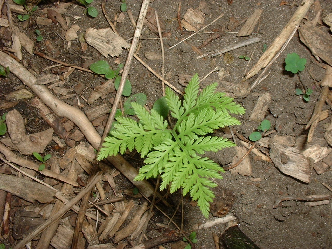 Botrychium virginianum